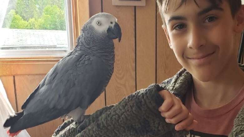 Lost African grey parrot reunited with Wahnapitae family after escape