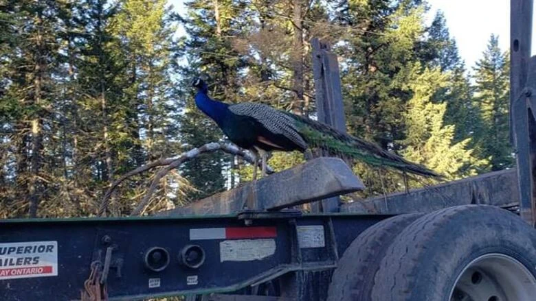 Pesky pet peacock hitches ride on logging truck in search of shiny things