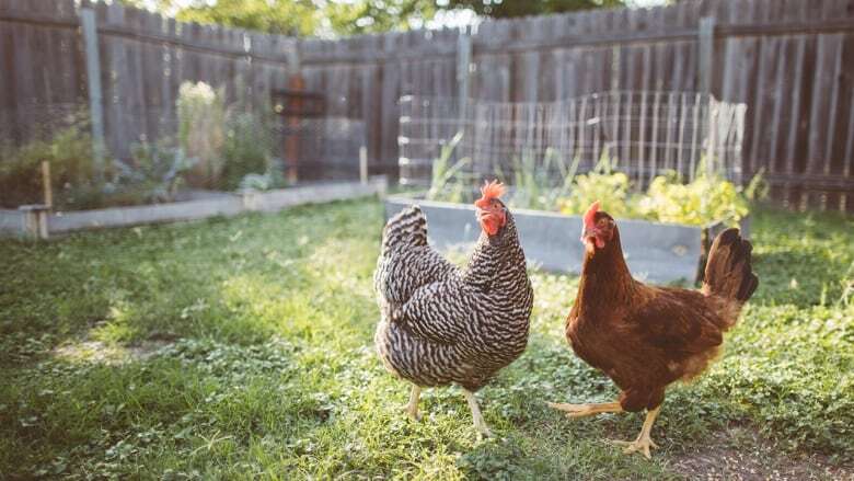 Essex town council wants more information before considering backyard chickens