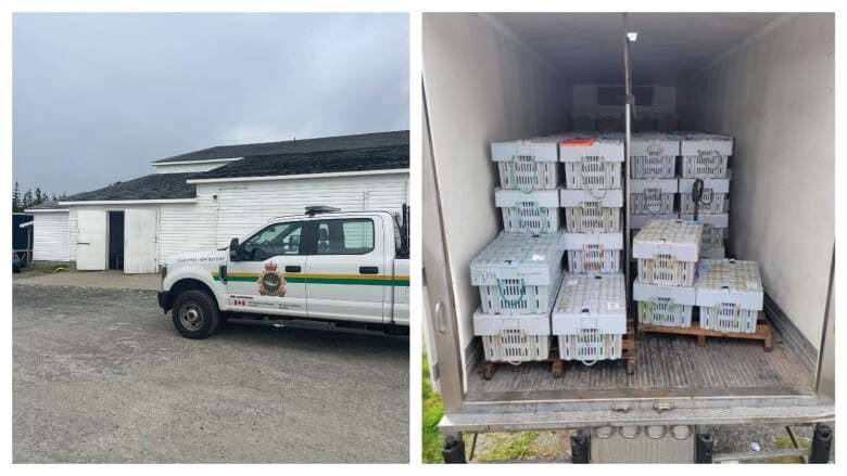 DFO seize $100K worth of lobster from southwest N.S. facility