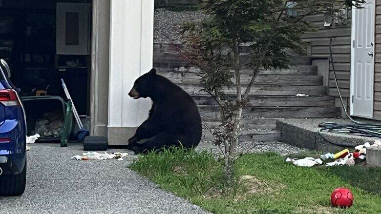 B.C. bear put down after being fed watermelon: RCMP