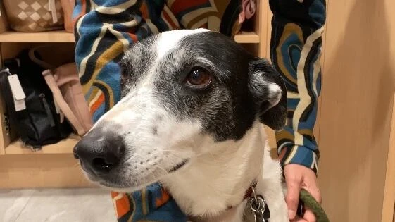 His ID badge can't open doors, but this dog is brightening days at a Corner Brook hospital