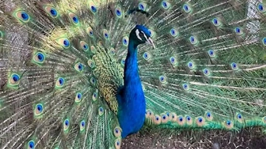 Stolen peacocks safe at home after being discovered in rural Alberta ditch, says RCMP