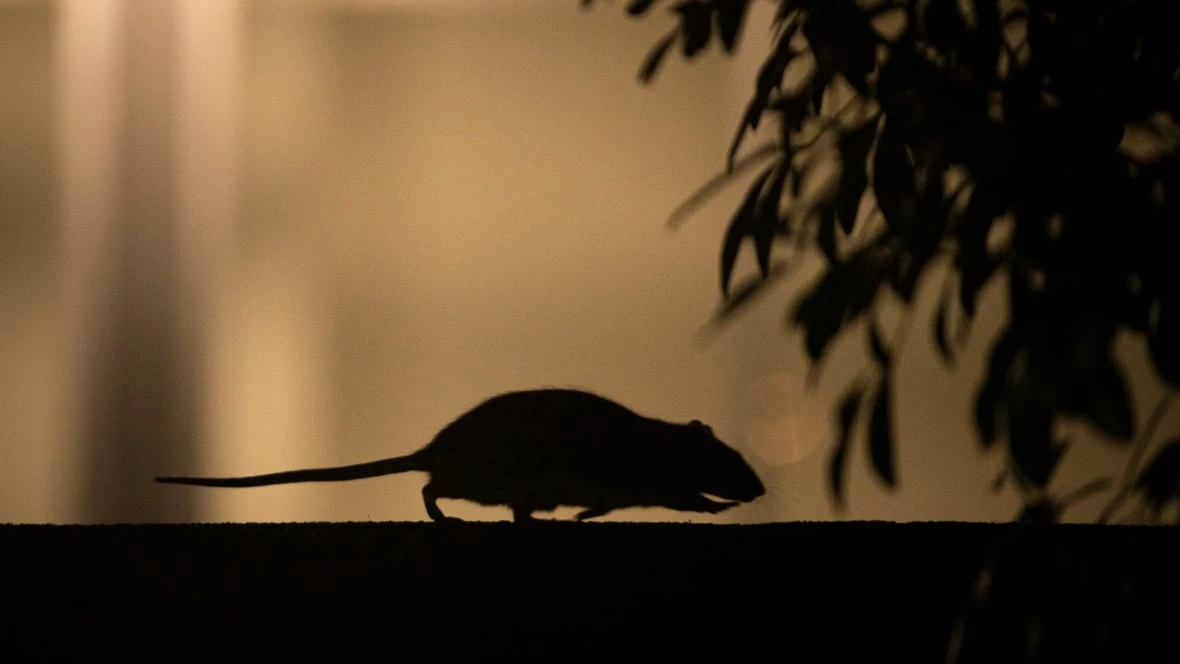 Rodents revealed: Reports detail hundreds of mouse and rat complaints in schools across Vancouver