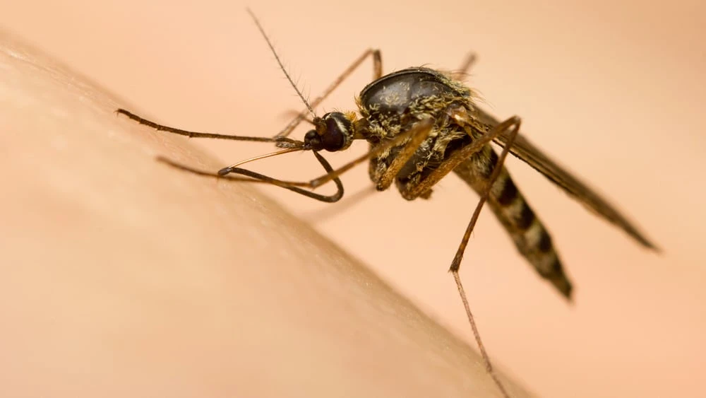Why do mosquitoes seem to love some people more? An expert explains