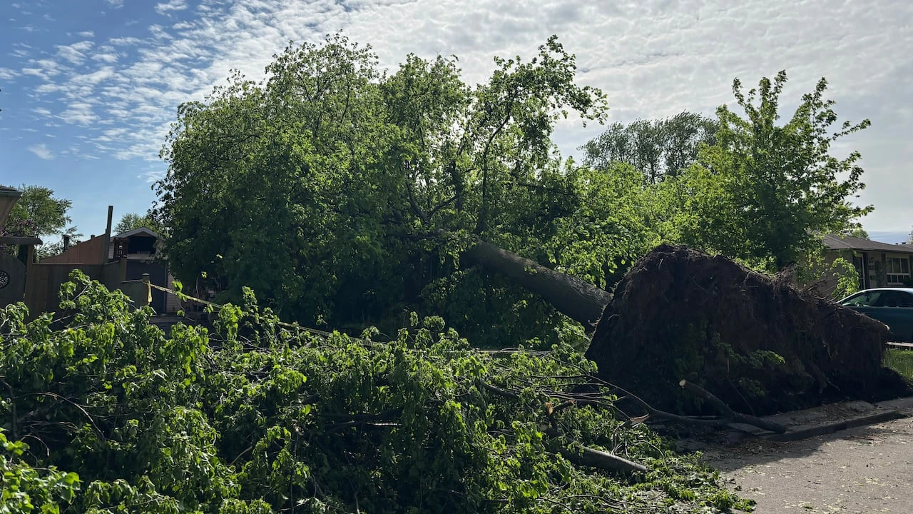 Damage in east London, Ont., during Tuesday storms caused by downburst