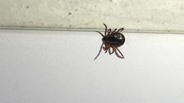 Uptake in tick tracking will make people feel more comfortable outdoors, app creator says
