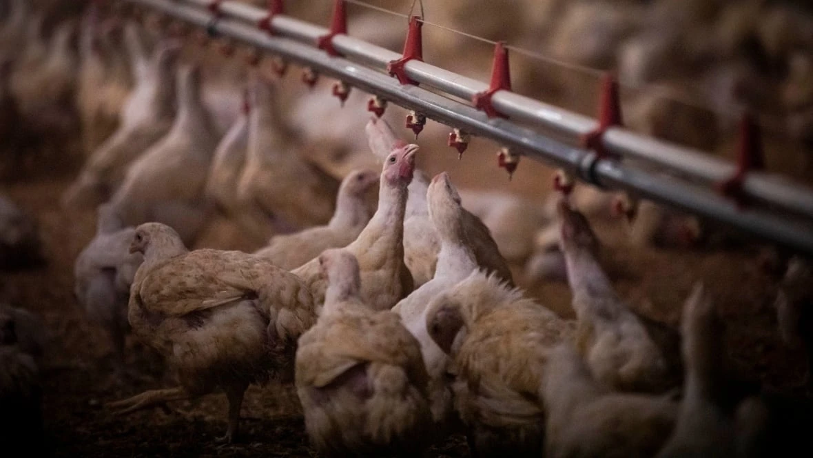 Commercial poultry moved indoors in B.C. as migratory season starts and avian flu risk goes up