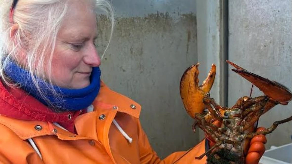 Well-travelled New Brunswick lobster caught off Cape Cod, Mass.
