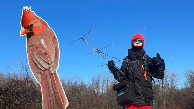 WATCH | Quebec’s cardinal population is booming. This researcher thinks she knows why