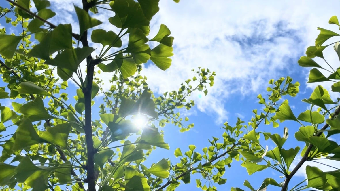 Hot weather expected to arrive in Waterloo region, Guelph and area this weekend