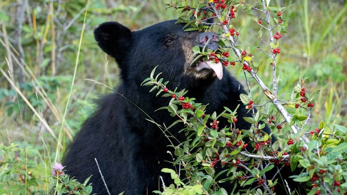 Lack of blueberries driving bears closer to residential areas in northwestern Ontario: scientist