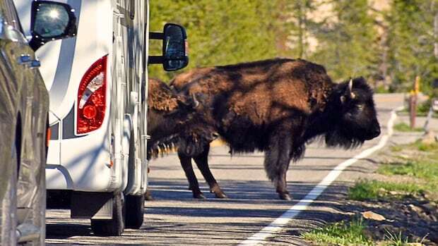 5 bison killed in vehicle collisions in Alberta national park