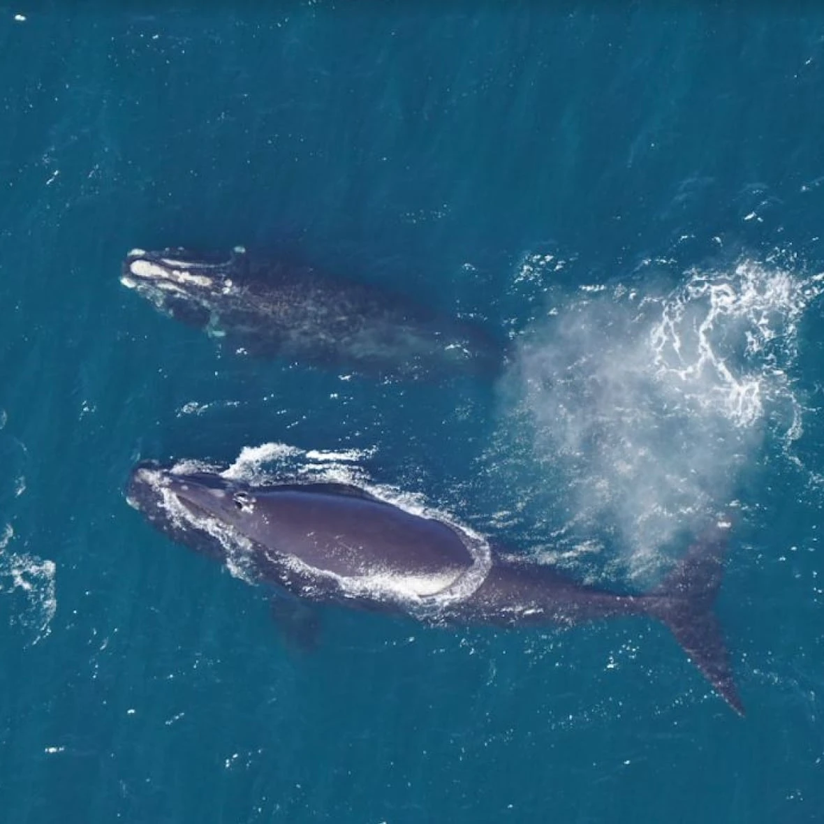 Researchers hope tracking zooplankton from space will help endangered whales
