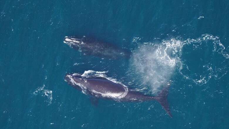 New funding will help Saint Mary's researchers update database of right whale DNA