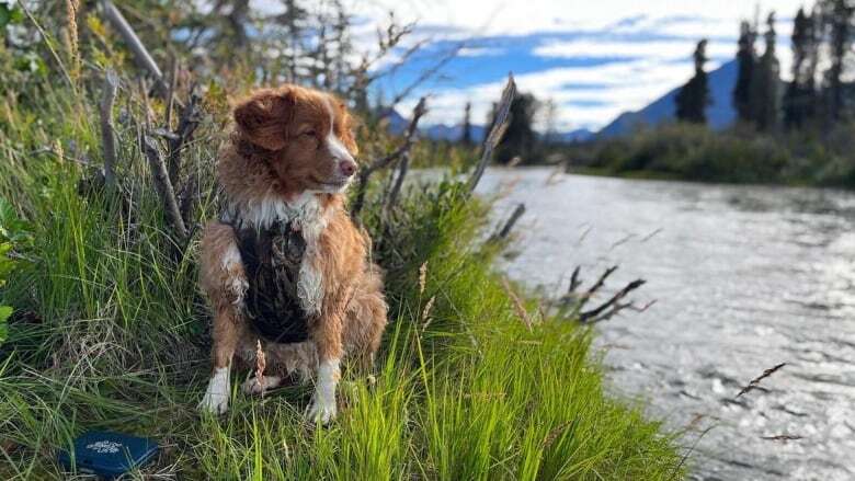 Yukon dog owners have mixed feelings on new border regulations for entering U.S.