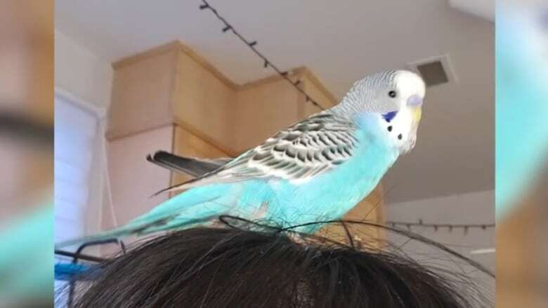 Iqaluit budgie home safe after a week outdoors in Arctic temperatures