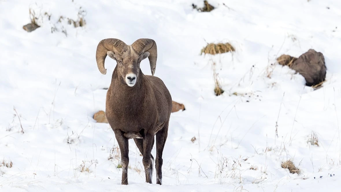 Alberta conservationists, sheep outfitter call for stiffer poaching penalties after 4 men fined $26K