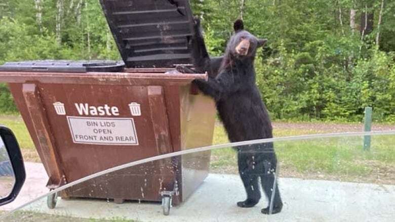 How do you keep bears out of trash? Whiteshell depots closed as residents, province seek long-term solutions