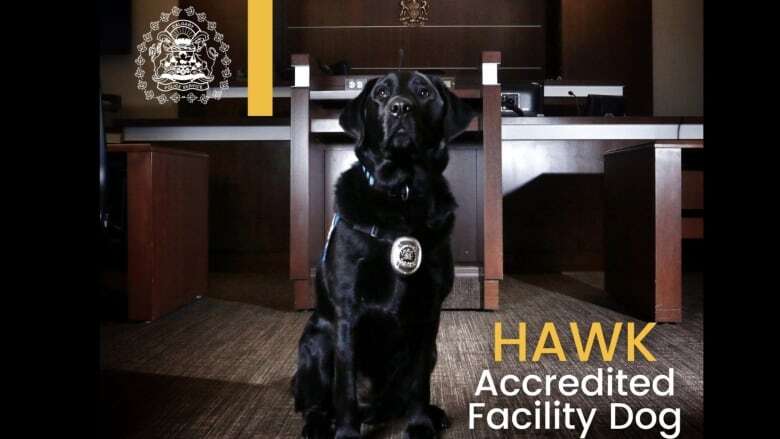 Calgary Police Service's trailblazing trauma dog Hawk dies at 14