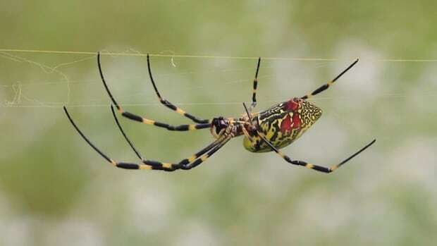 Spiders as big as a human palm spreading in parts of U.S.