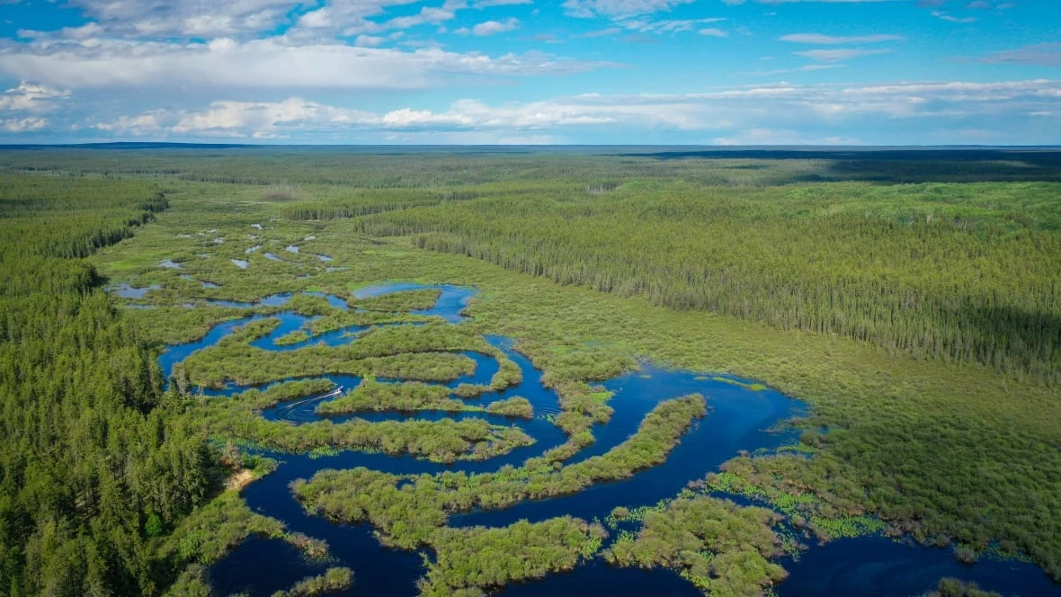 How wildfires are disrupting traplines and raising questions in northwest Sask.