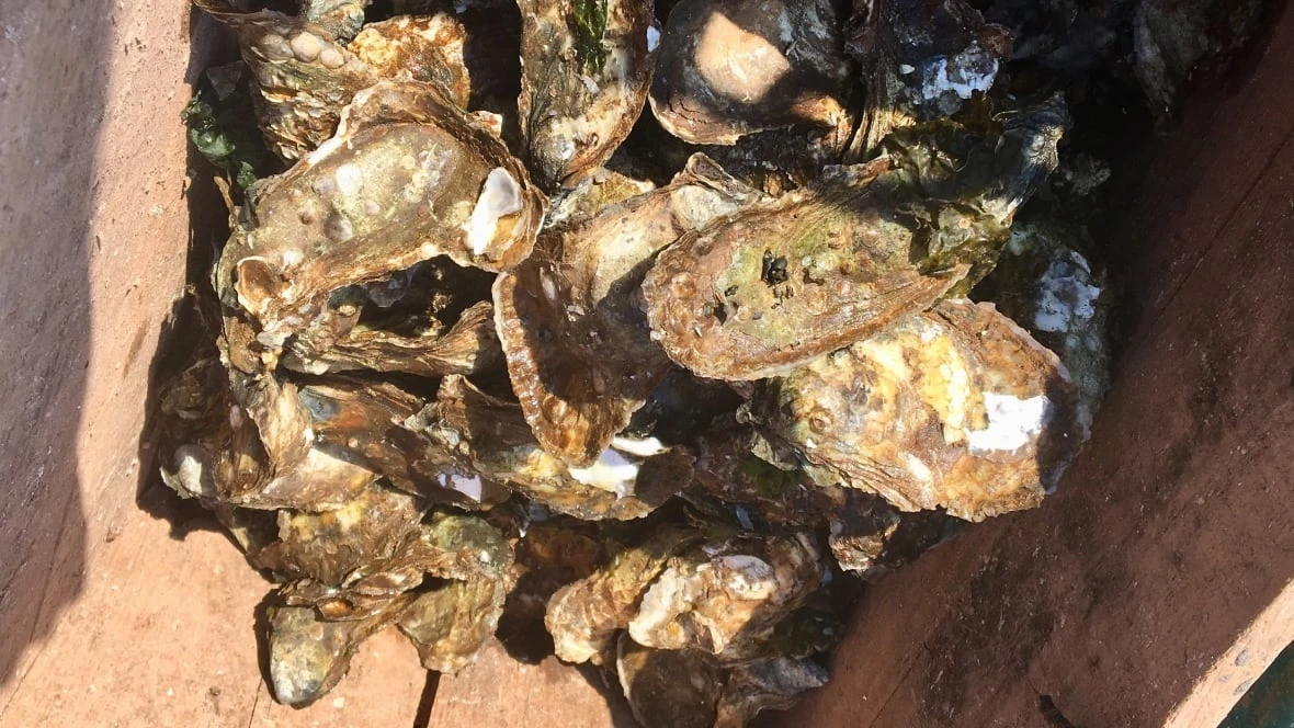 CFIA confirms 1st P.E.I. case of dermo, in oysters from Egmont Bay