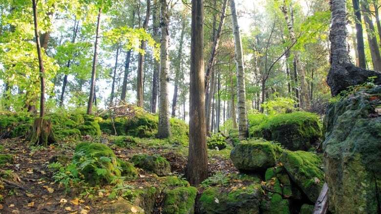 Doctors in Halton can now prescribe nature 'to help people have a better quality of life'