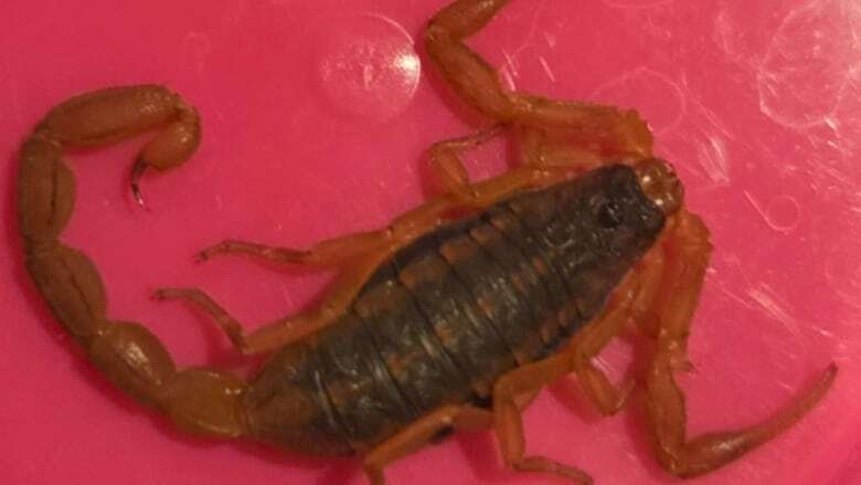 'His little legs were moving': Whitehorse woman finds live scorpion in her raspberries