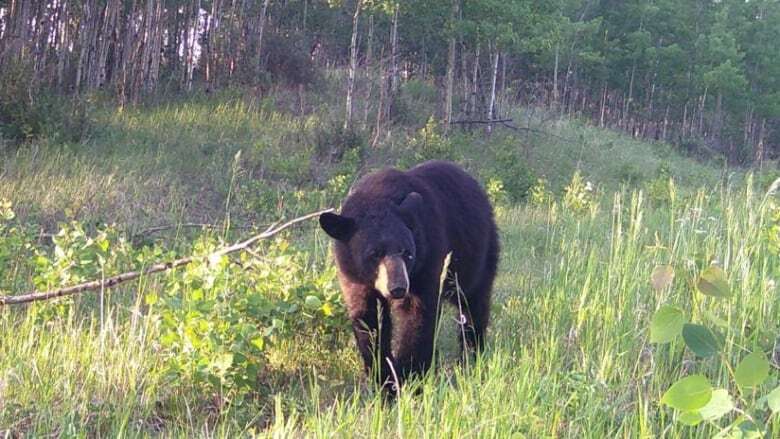 Q&A: What will more bears mean for a unique habitat near Edmonton?