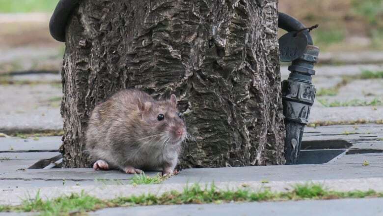 Rise in rodent complaints has Toronto councillors pushing for pest control strategy