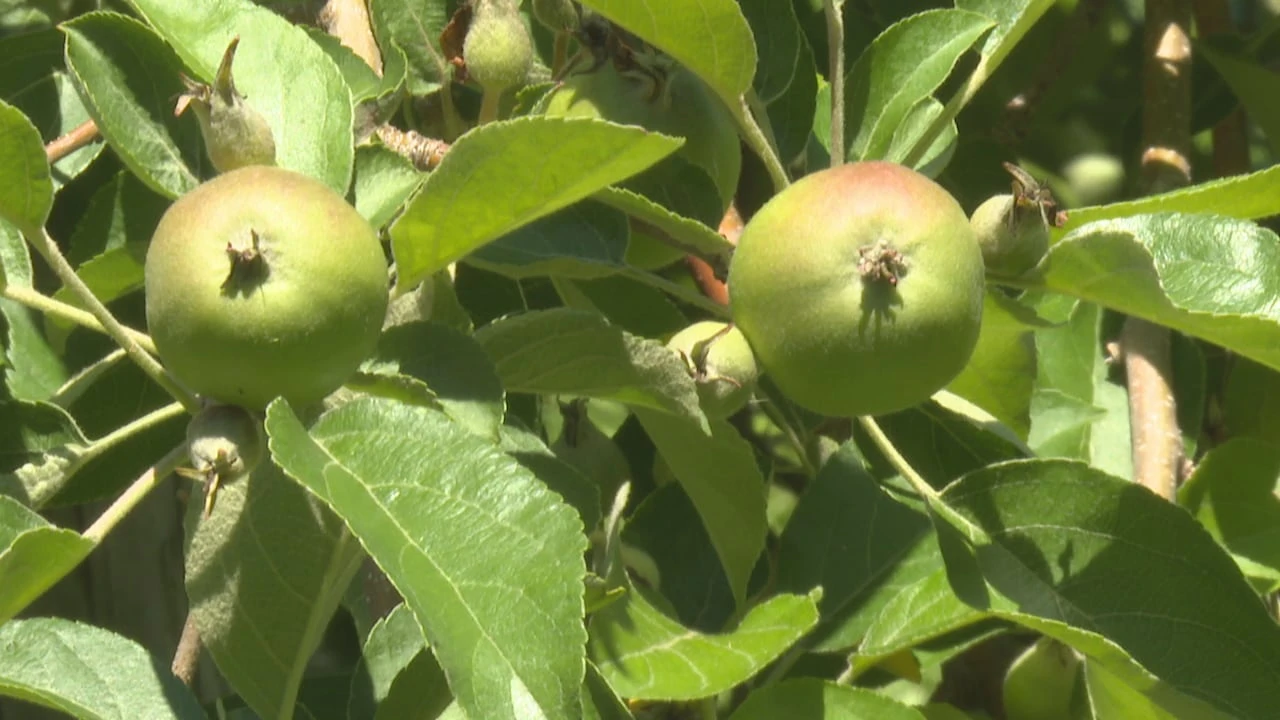 Orchard celebrates 30 years growing Honeycrisp apples on P.E.I.