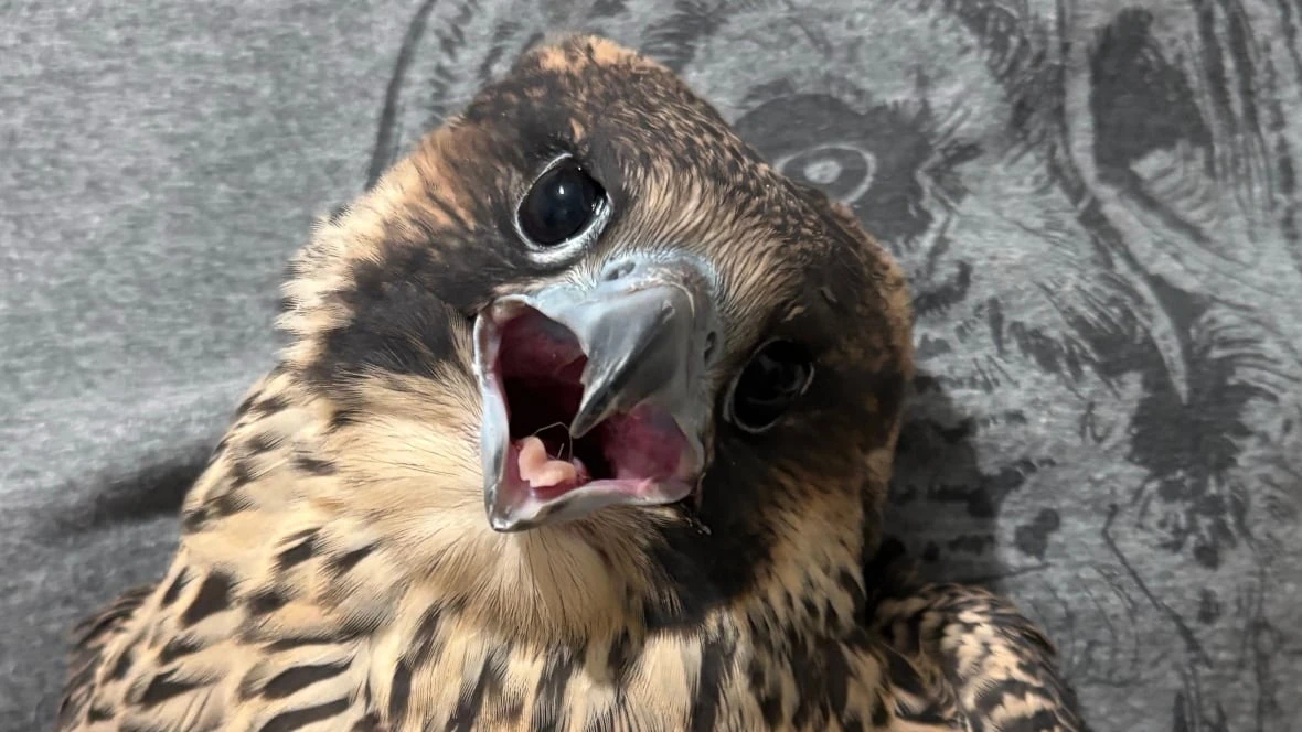 Hamilton peregrine falcon chick faces uncertain future after 2 'mishaps' in 9 days