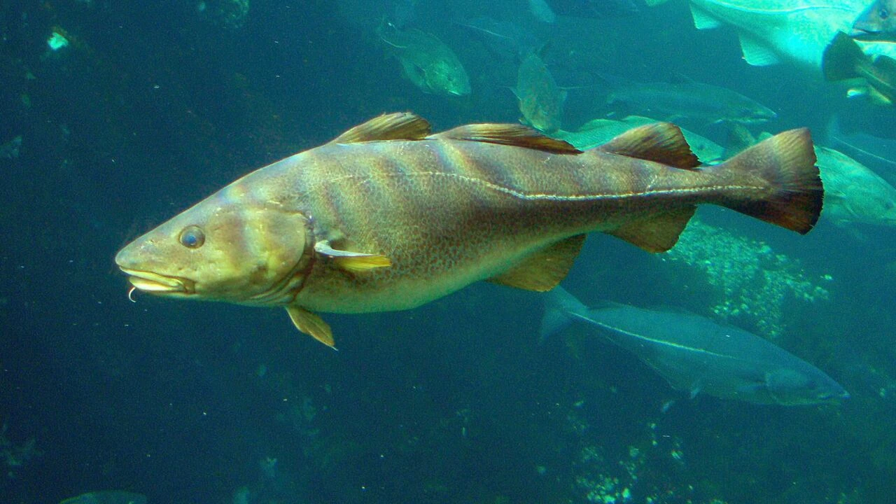 Labrador MP calls on Ottawa to change recently announced northern cod allocations