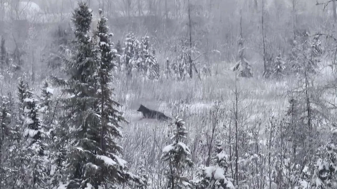Residents in Fort McPherson, N.W.T., urged to take precautions after 3 wolf sightings