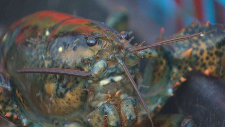 Are microplastics ending up in Atlantic lobster? This researcher hopes to find out