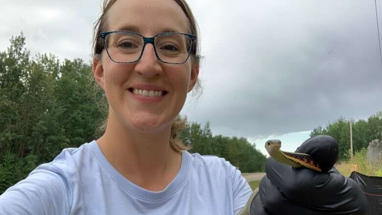 Volunteer snake wranglers have hands full protecting at-risk reptiles from Edmonton roads