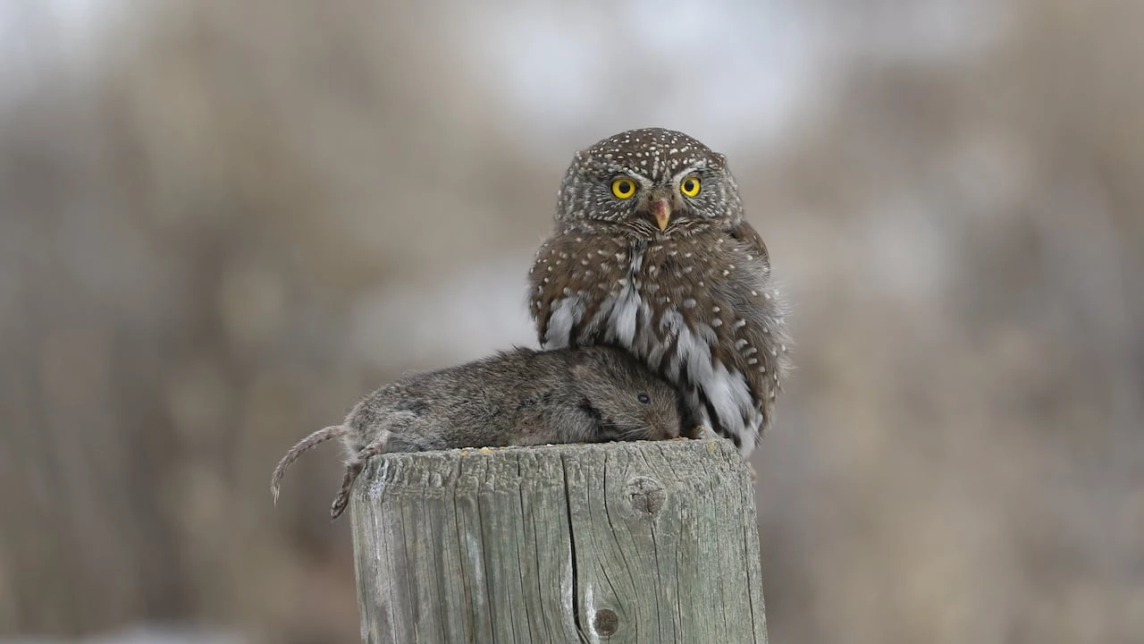 300 birds, 10 years, 1 book: Kamloops man's field guide aims to catch 'em all