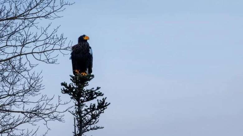 A massive and menacing Steller's sea eagle is dazzling birders in a Newfoundland park