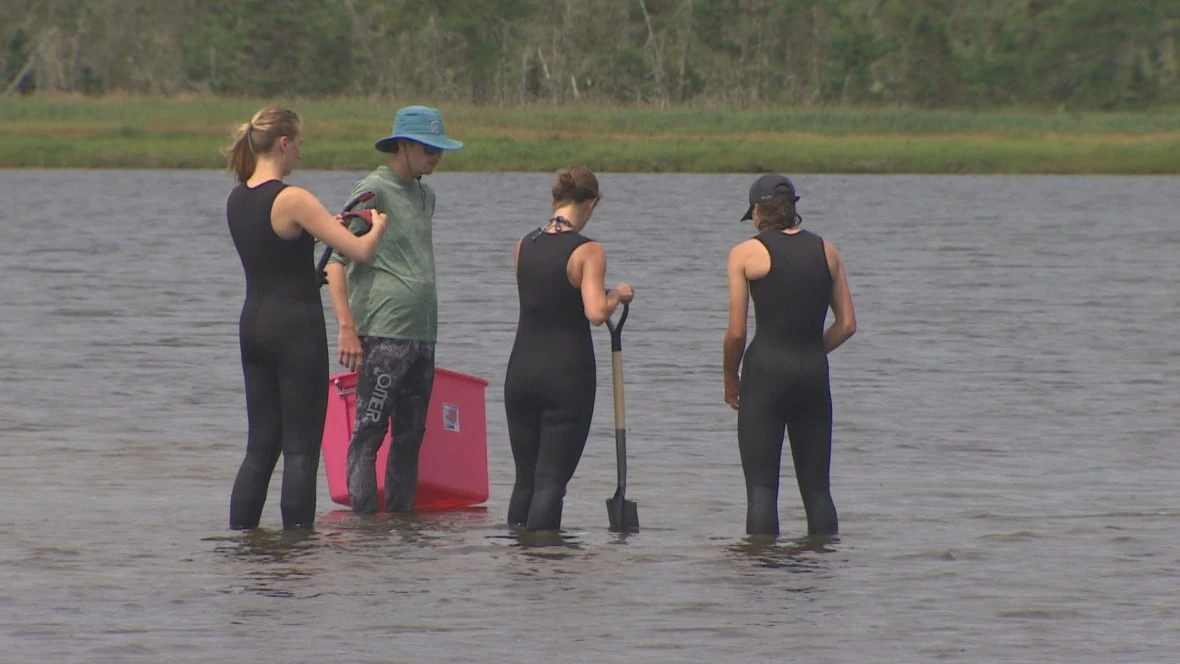 Groups conducting coastal restoration in N.S. say they face 'astonishing' red tape