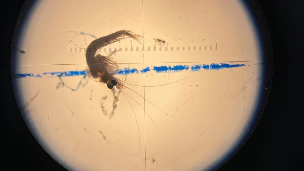 Study confirms bloody red shrimp has established population in Lake Superior