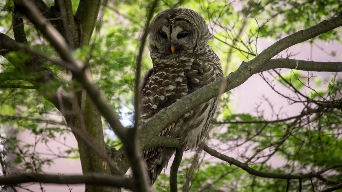 Vancouver park owls a big hoot for wildlife lovers