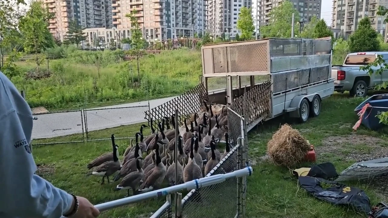 Less fighting and poop: Geese from Waterloo Park rounded up to be relocated
