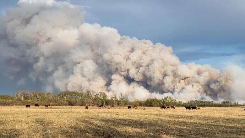 Smoke from wildfires in B.C., Alberta prompts air quality statements in Sask.