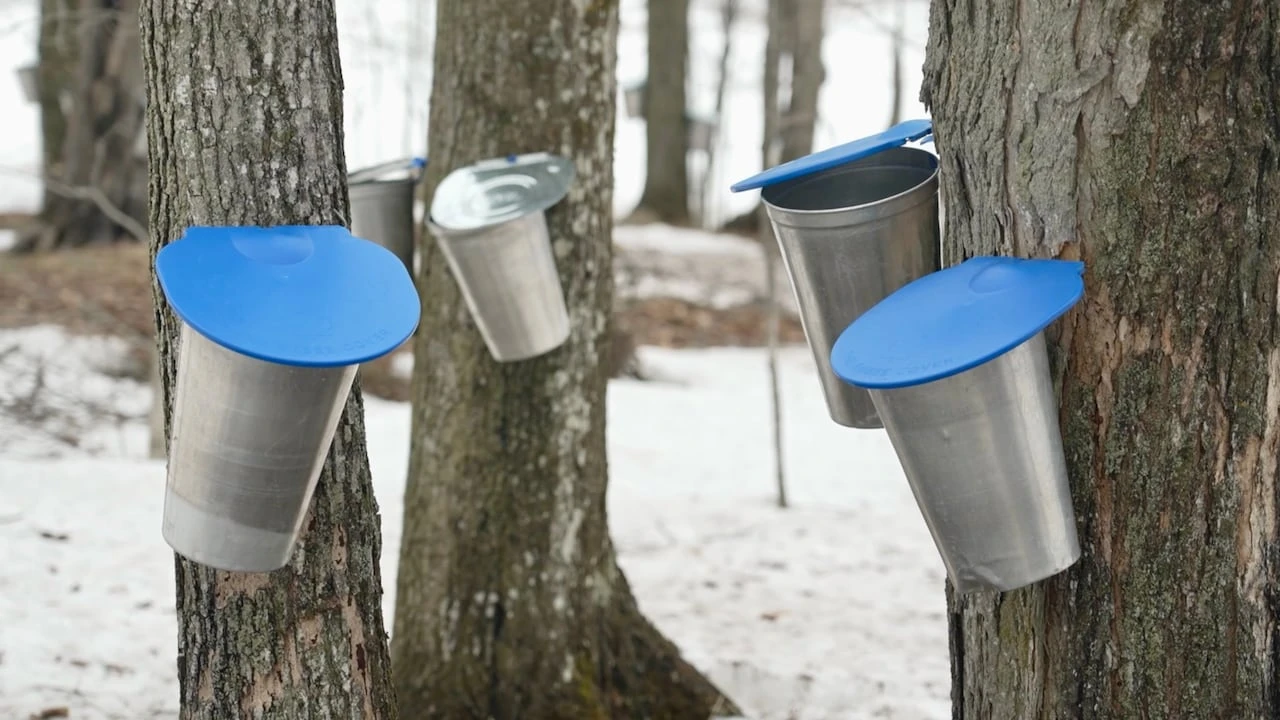 Indigenous maple syrup producers in Sault Ste. Marie area reflect on the season
