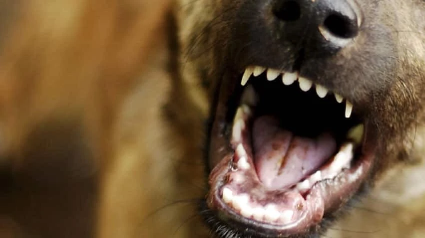Recent dog attacks in central Newfoundland not necessarily sign of growing trend, say police
