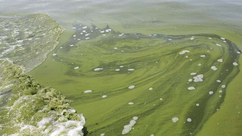 Algal bloom near Canadian shores of Lake St. Clair exceeds 'acceptable' limit, says health unit