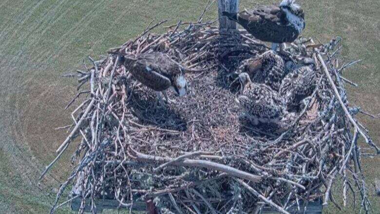 Ospreys are thriving in P.E.I. — and some are even streaming online, 24/7