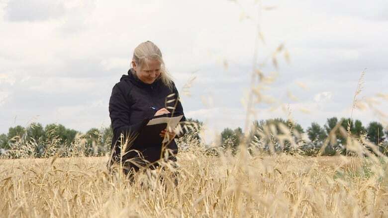 Climate change is impacting weeds on the Prairies. Here's how some people are fighting back