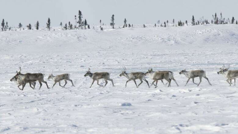 Treaty interpretations spark disagreements at N.W.T. appeal court over caribou management